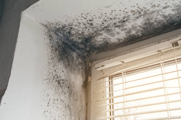 Affordable Crawl Space Mold Remediation solutions in Barnesville, GA